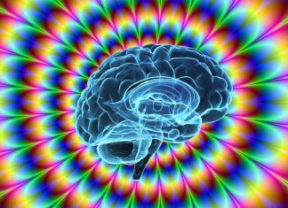 How does the brain protect against illusions?