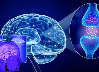People experiencing clinical depression have higher levels of a brain protein called MAO-B
