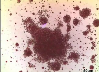 Researchers has developed a way to control swarming microrobots