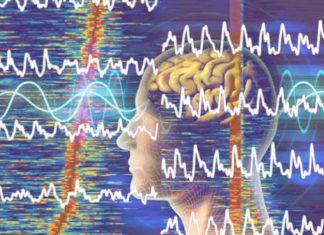 Researchers show a connection between coupling of oscillations in the brain and human behavior