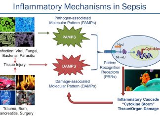 Two proteins SIX1 and SIX2 dampen the body’s immune response prevent a life-threatening condition called a cytokine storm