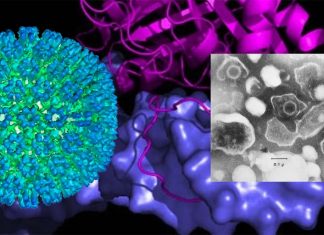 Researchers have created a drug candidate for cancers associated with Epstein-Barr Virus (EBV)