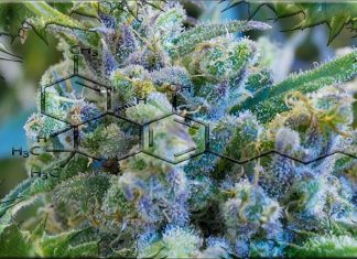 High potency cannabis is strongly linked to the risk of developing psychotic disorders