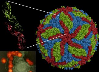 Researchers have identified a surprising interaction between dengue and Zika viruses