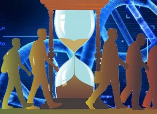 Researchers have uncovered a new mechanism of lifespan extension that links caloric restriction with immune system regulation