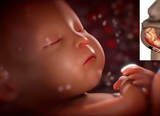 How infants adjust in their first months of life depends also what their mothers experienced while they are in utero