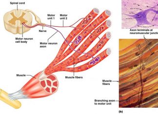 The nervous system relies on elaborate timing and location of guidance cues for neuronal axons to successfully reach their destinations in the body