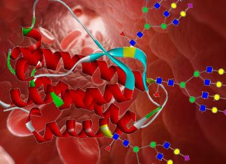 Researchers describe work of how stress steroids increase red blood cell production
