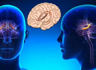 Researchers discovered a previously unknown role of the hippocampus
