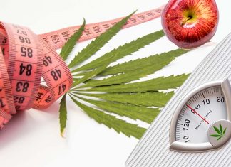 Cannabis users weight 2 pounds less and have a lower BMI, than those who do not consume marijuana