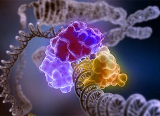 Chemical inhibitors of CDK12 make the prostate, ovarian, and breast cancers easily to kill by chemotherapy drugs