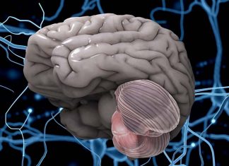 Children’s research faculty examined the impact of lipid intake in the first month of life on brain volumes