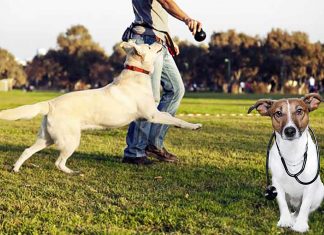 Dog help the owner to have healthy life