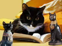 Domestic cats are able to discriminate the content of human speech