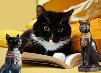 Domestic cats are able to discriminate the content of human speech