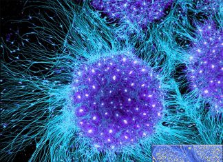 Embryonic stem cells : found that two new epigenetic regulators maintain self-renewal
