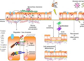 Epithelial barrier loss linked with food allergies, celiac disease and other gastrointestinal diseases