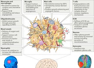 Glioblastoma : new targets for treatment with brain cancer cells reverse engineer