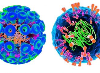 Researchers found that HSV-1 and HSV-2 are mixing together to result in several new, different recombinant versions of herpes