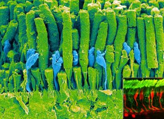 Scientists discovered how blood vessels develop in the eye – may be possible to use it in premature infants