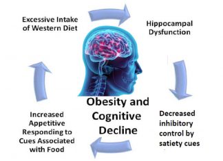 Obesity can break down our protective blood brain barrier resulting in problems with learning and memory