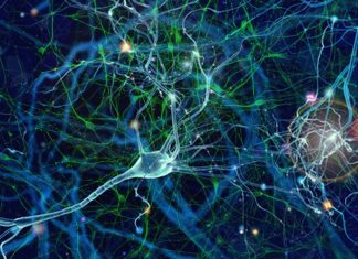 Parkinson: found a new way to regenerate dopaminergic neurons