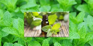 Peppermint can help with the difficulty swallowing and non-cardiac chest pain
