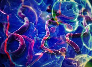Protective therapies from Ebola and other deadly infections could be developed from people who are disease-free
