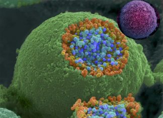 Researchers have developed a new way to target immunotherapies and deliver them directly to tumors