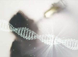 Researchers identified 13 independent genetic variants associated with alcohol consumption