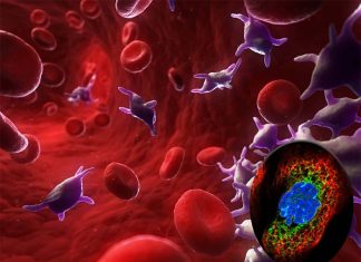 Researchers unlock the mystery of the mechanical forces that influence blood clotting