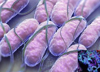 Researchers has identified one bacterial species which protect against Salmonella enterica serovar Typhimurium