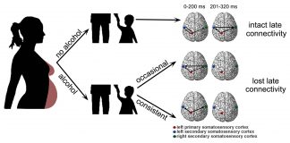 Researchers found that teenagers who were exposed to alcohol while in the womb showed altered brain connections