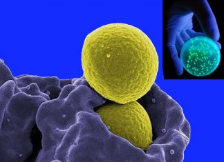 Methicillin-resistant Staphylococcus aureus (MRSA) can be treat with blue light