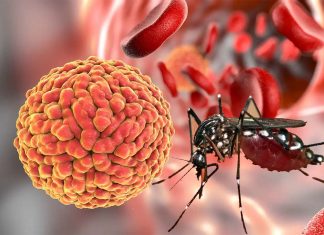 Synthetic DNA encoding the potent anti-Zika monoclonal antibody ZK190 protects from Zika virus