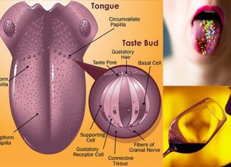 The senses of smell and taste may begin on the tongue and not in the brain