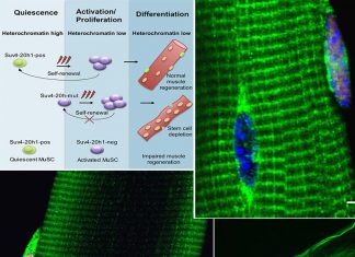 Treat muscolar dystrophy boosting muscle stem cells