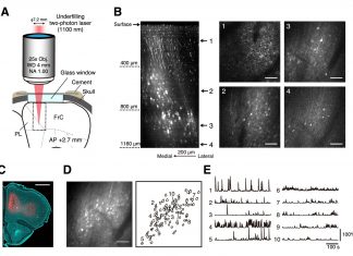 Biomedical engineers can trace the shapes of active neurons