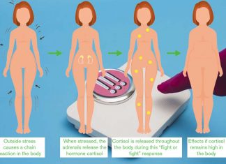 Researchers revealed a brain pathway which drives the additional weight gain