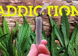 Some people may be more genetically prone to cannabis addiction
