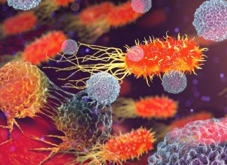 Scientists has demonstrated that gut microbiome directs the immune system to fight cancer