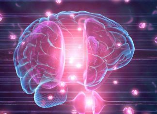 Circulation and cellular activity were restored in a pig’s brain four hours after its death
