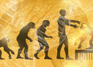 A chinese team of researchers has created several transgenic rhesus monkeys by adding a human gene involved in brain growth
