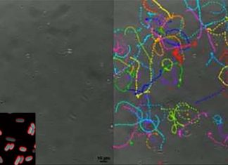 The understanding the near-surface swimming patterns of bacteria can explain how they infect cells