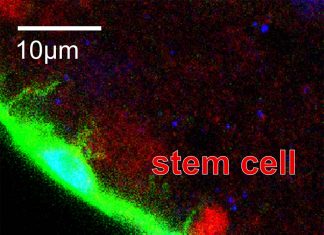 Researchers have identified a new factor that is essential for maintaining the stem cells in the brain