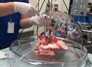 New technique to decontaminate organs before transplantation use ultraviolet and red light irradiation