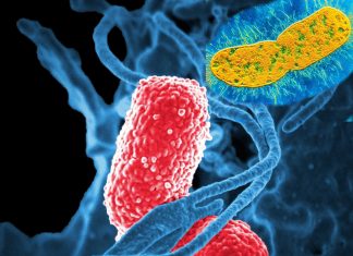 Fourteen percent of hospital patients contract superbug antibiotic-resistant bacteria on their hands