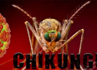 Chikungunya: researchers could stop the debilitating condition