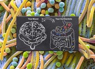 Depression : new hope in transplanting gut bacteria