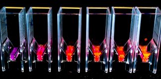 Tiny light-emitting microalgae could hold the secret to the next generation of organic solar cells